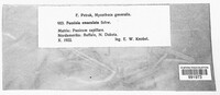 Puccinia emaculata image